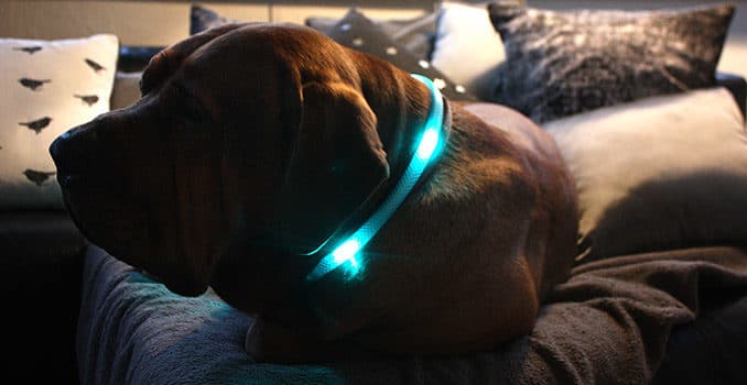 Leuchthalsband Test Was bringt das LED Halsband für Hunde